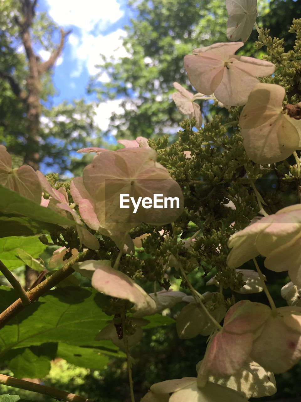 CLOSE-UP OF FLOWER BLOOMING ON TREE