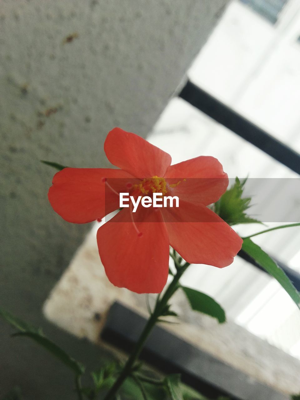 CLOSE-UP OF RED FLOWERS BLOOMING