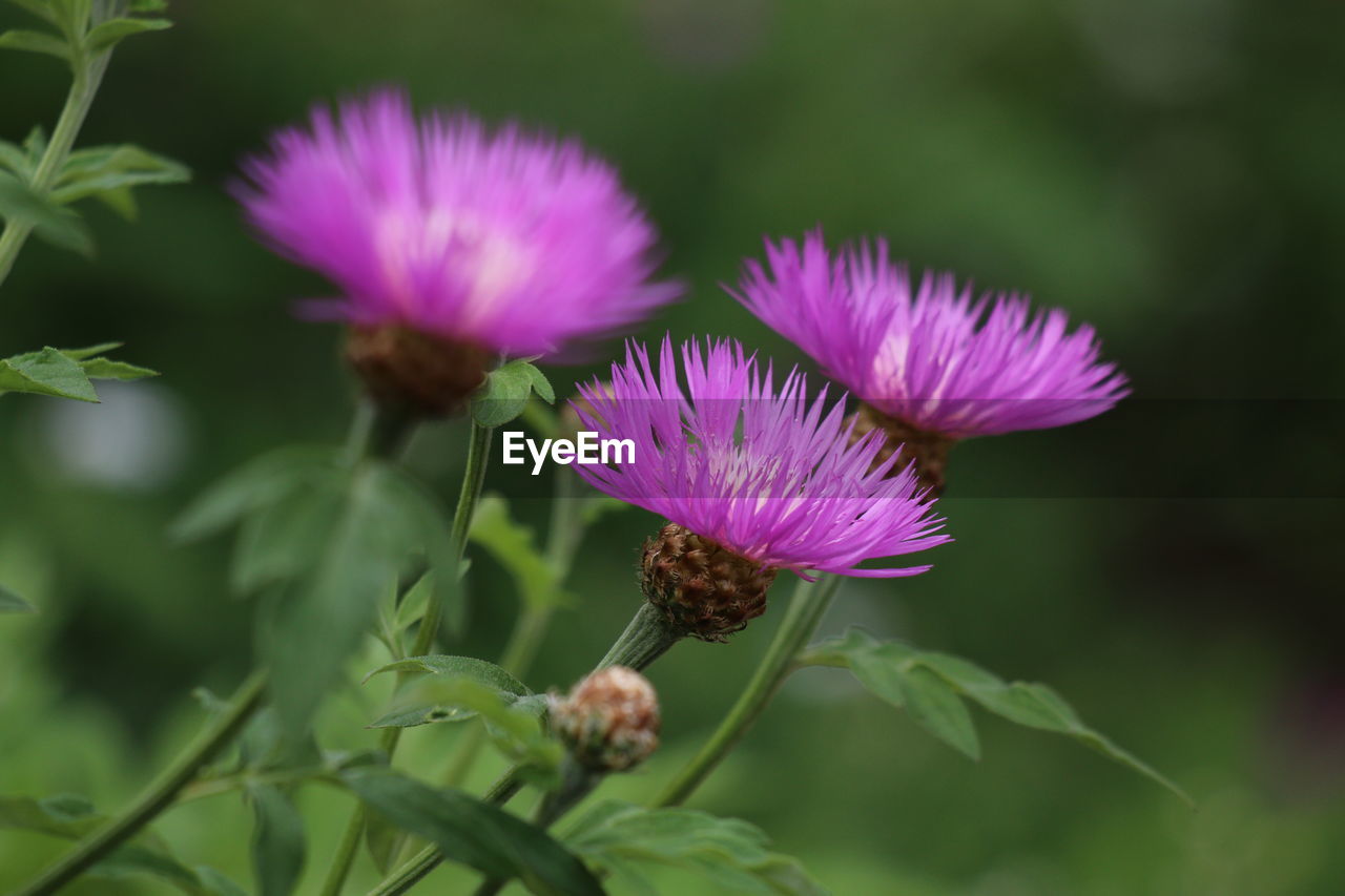 Close-up of thistle flowers in bloom