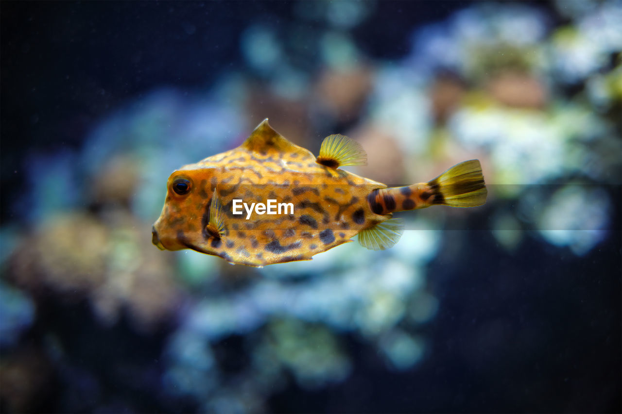 CLOSE-UP OF FISH UNDERWATER