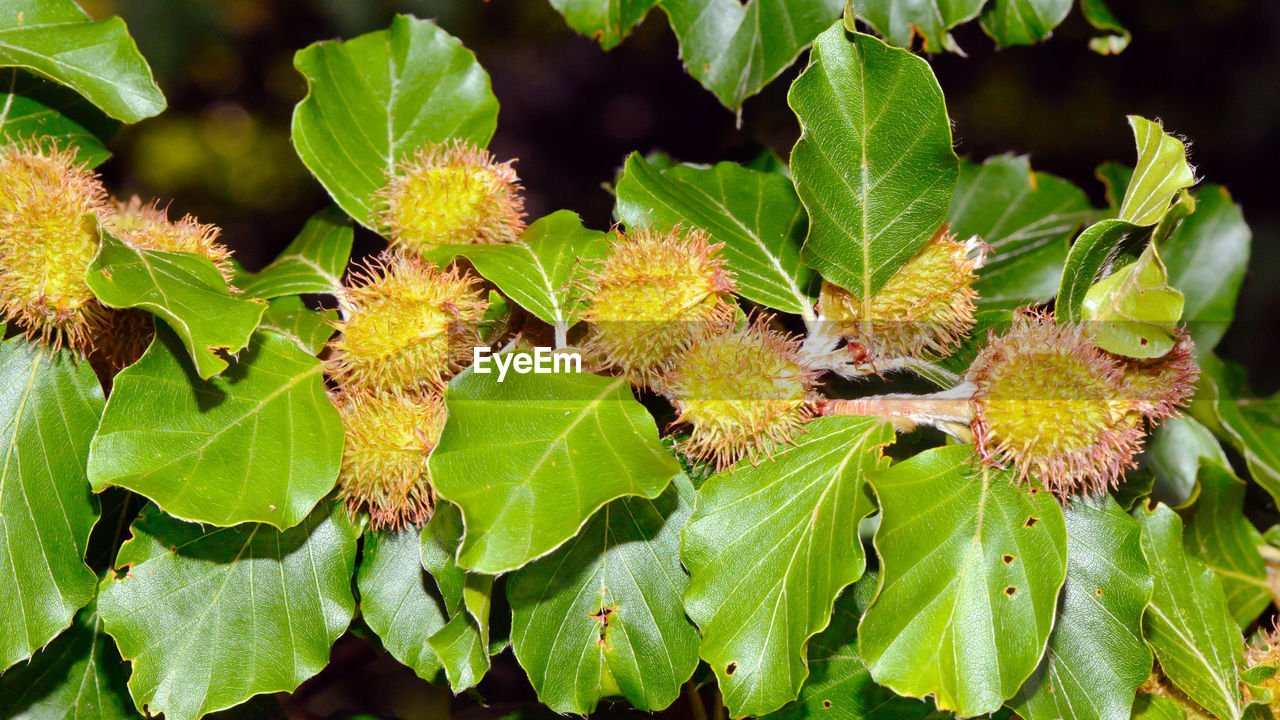 CLOSE-UP OF GREEN LEAVES