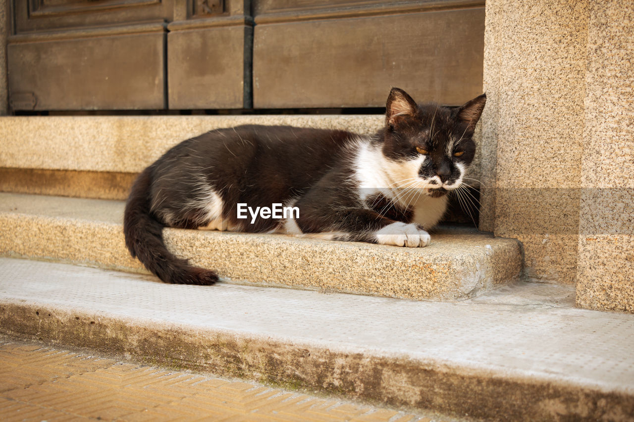 PORTRAIT OF CAT RESTING ON CONCRETE STAIRCASE