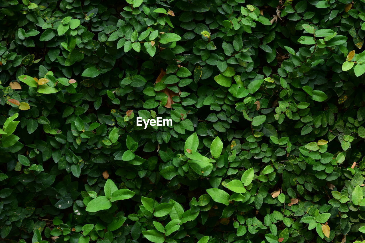 Full frame shot of plants