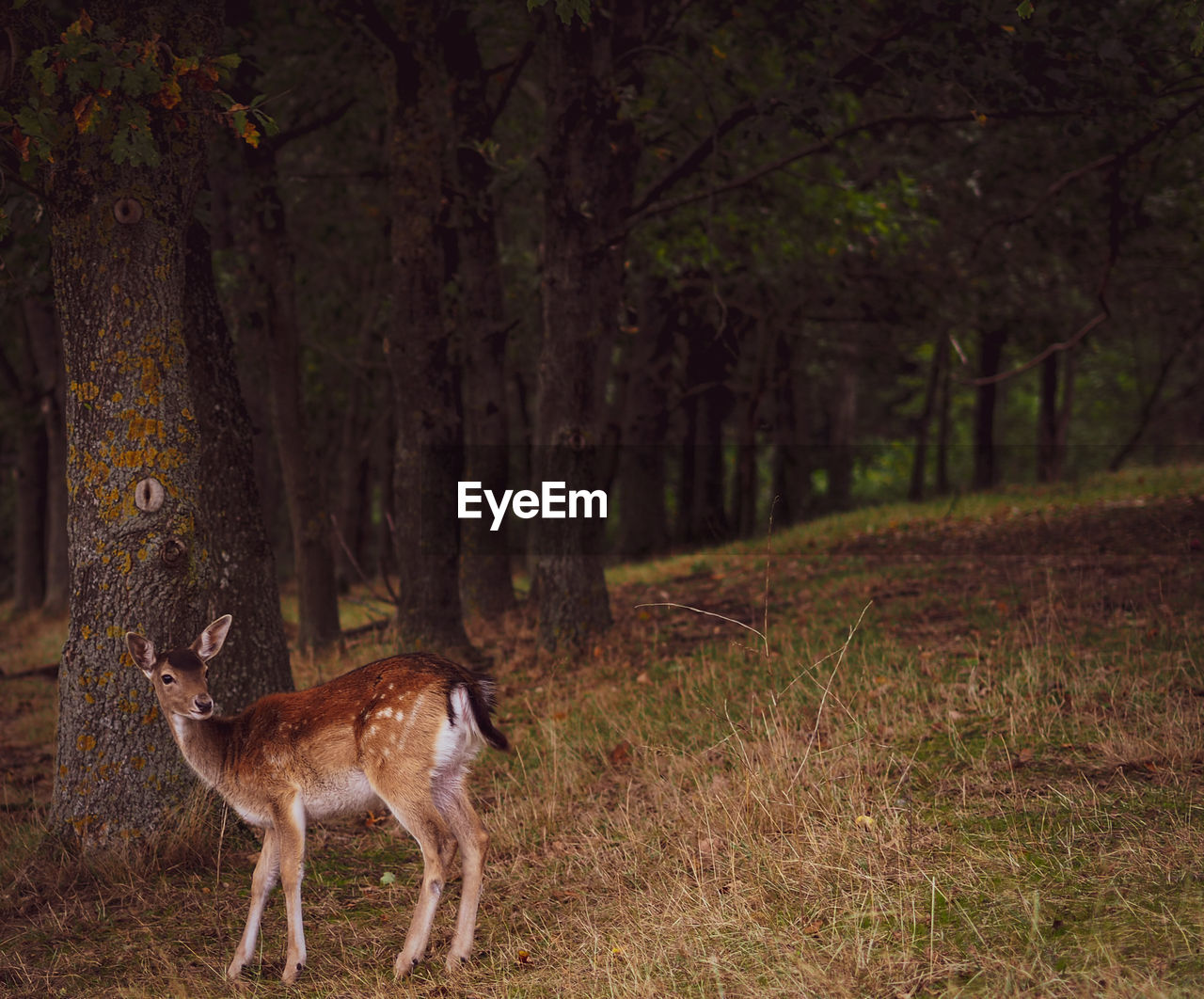 Deer standing in a forest