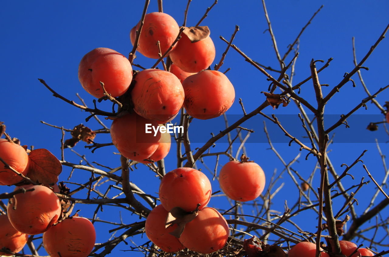 LOW ANGLE VIEW OF ORANGES ON TREE