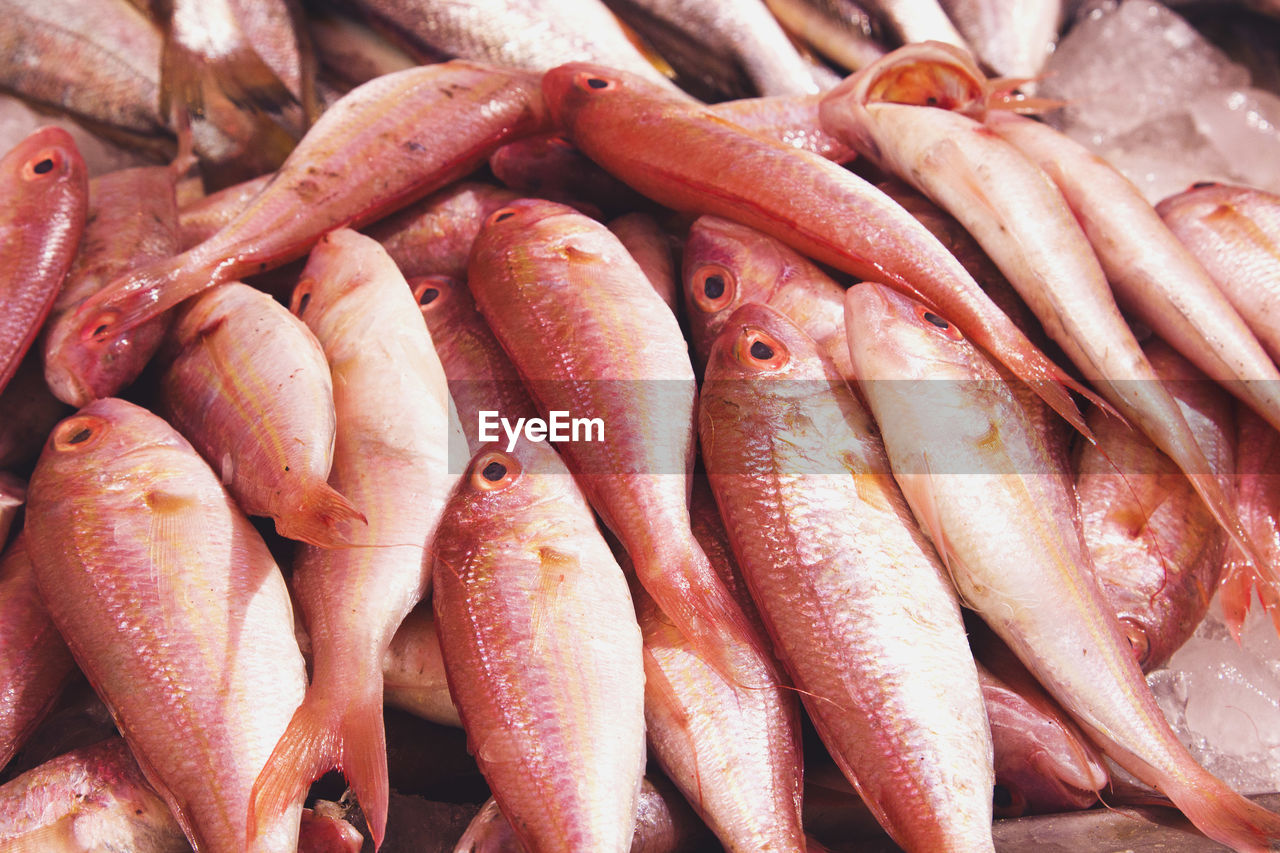 High angle view of seafood on display at market