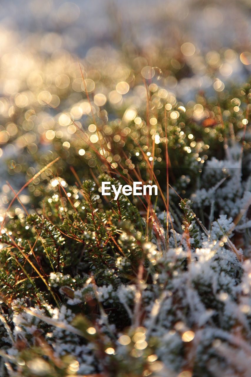 Close-up of grass growing on tree