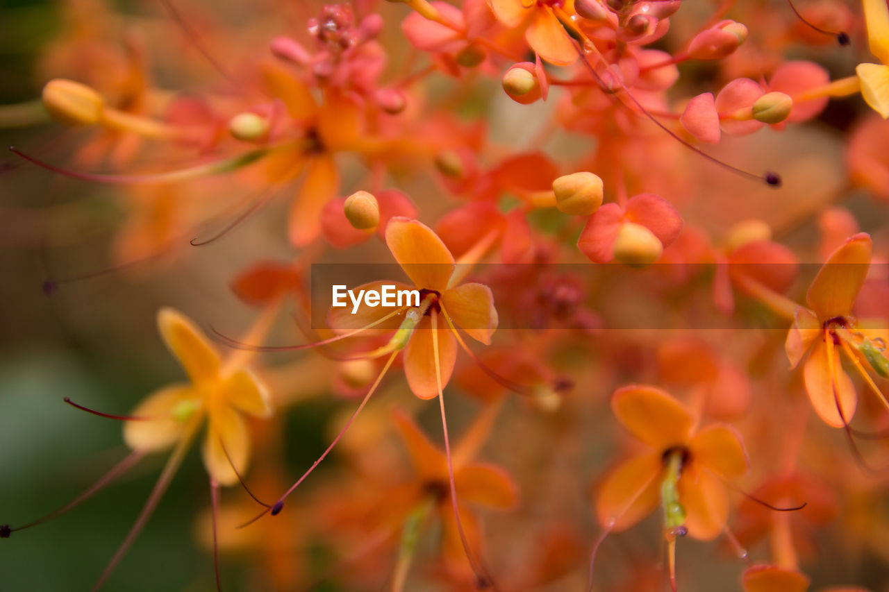 CLOSE-UP OF ORANGE FLOWERS AGAINST BLURRED BACKGROUND