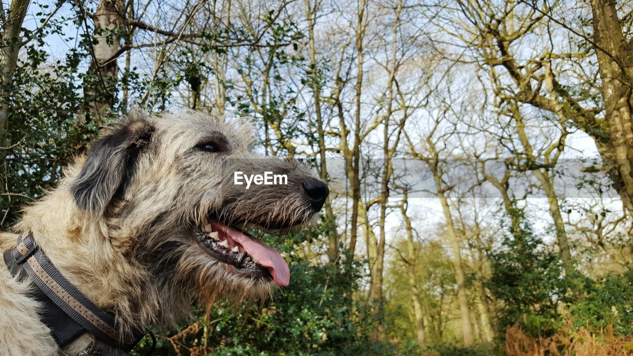 Side view of irish wolfhound in forest