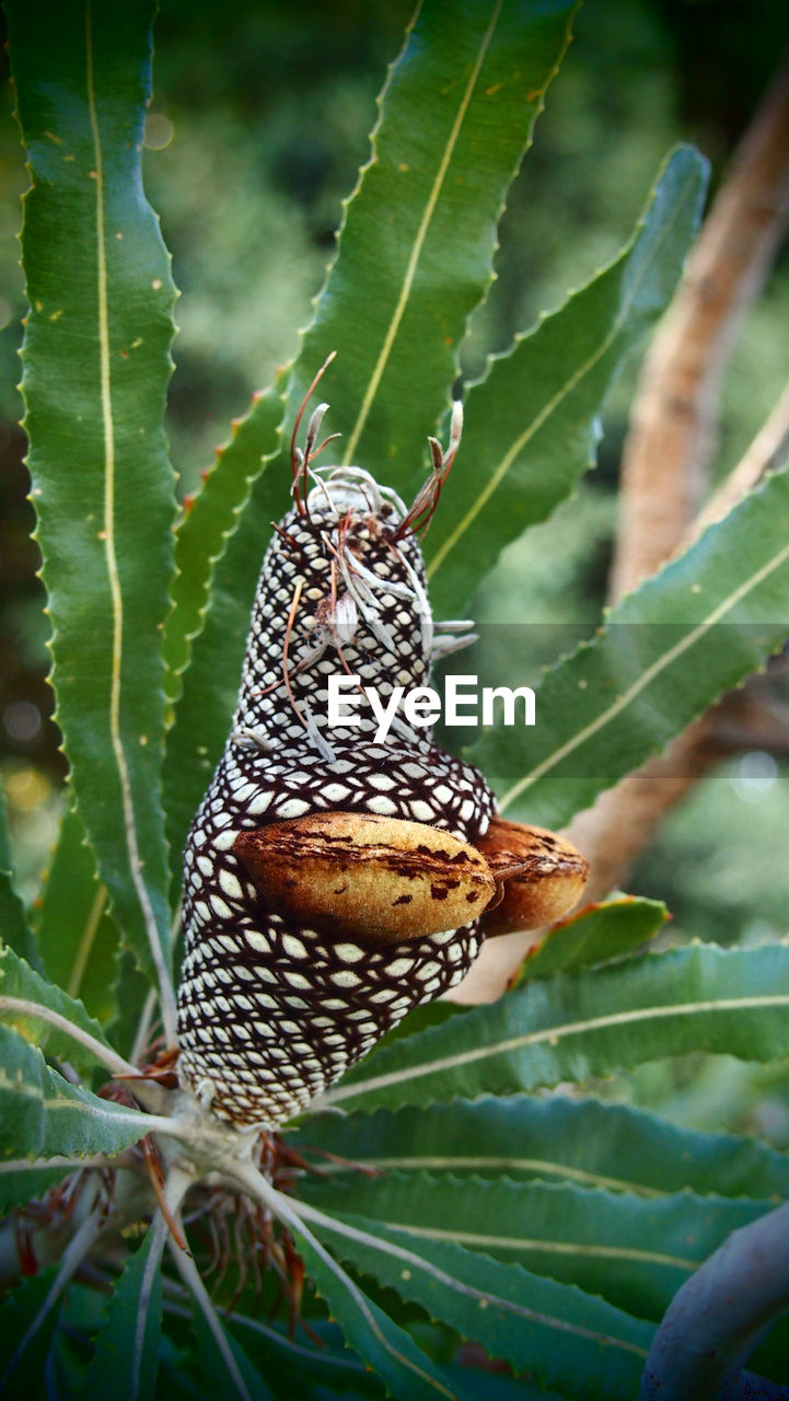 CLOSE-UP OF BUTTERFLY ON PLANT