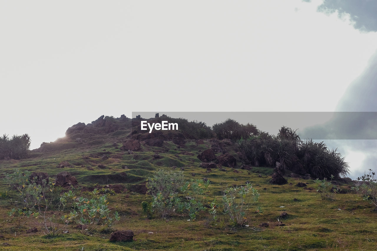 SCENIC VIEW OF TREES ON FIELD AGAINST SKY