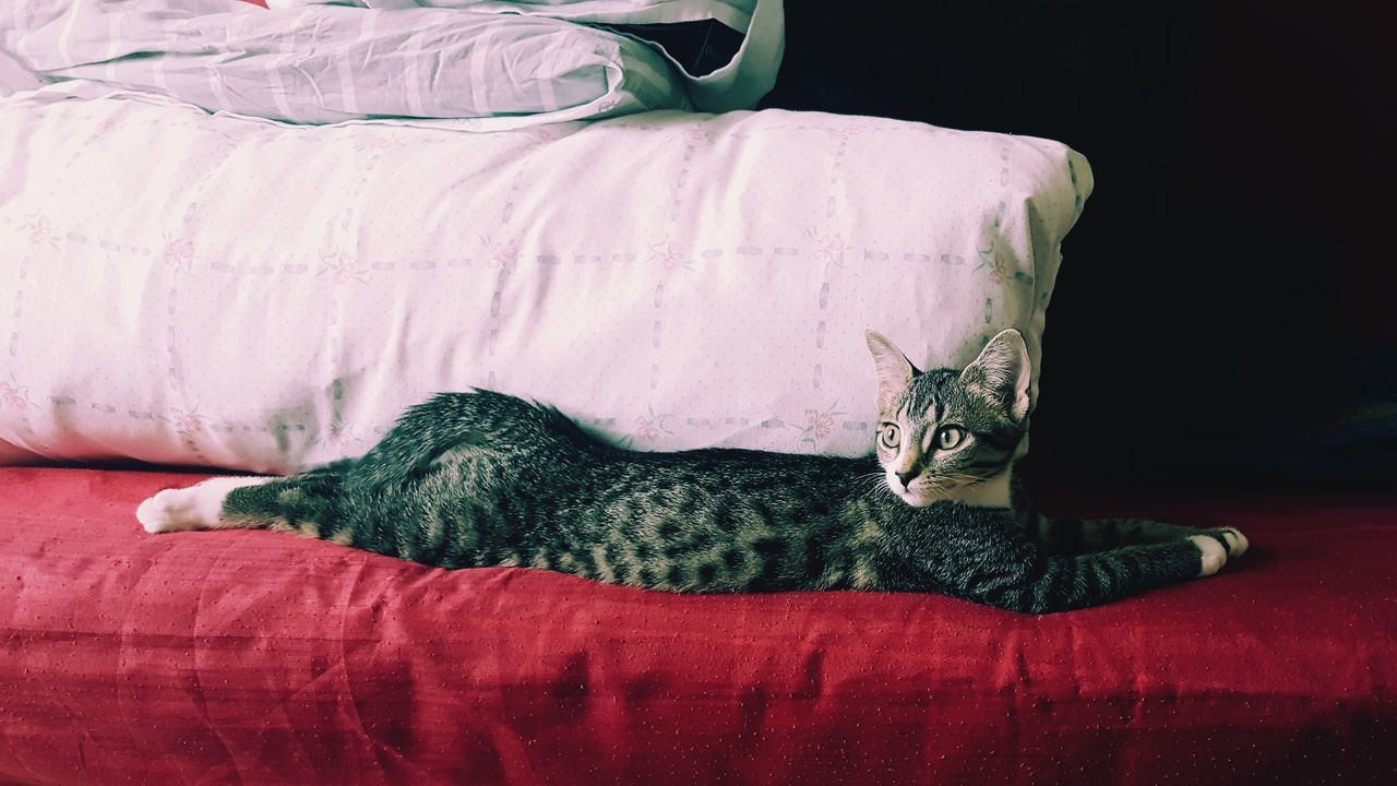 Cat relaxing on bed at home