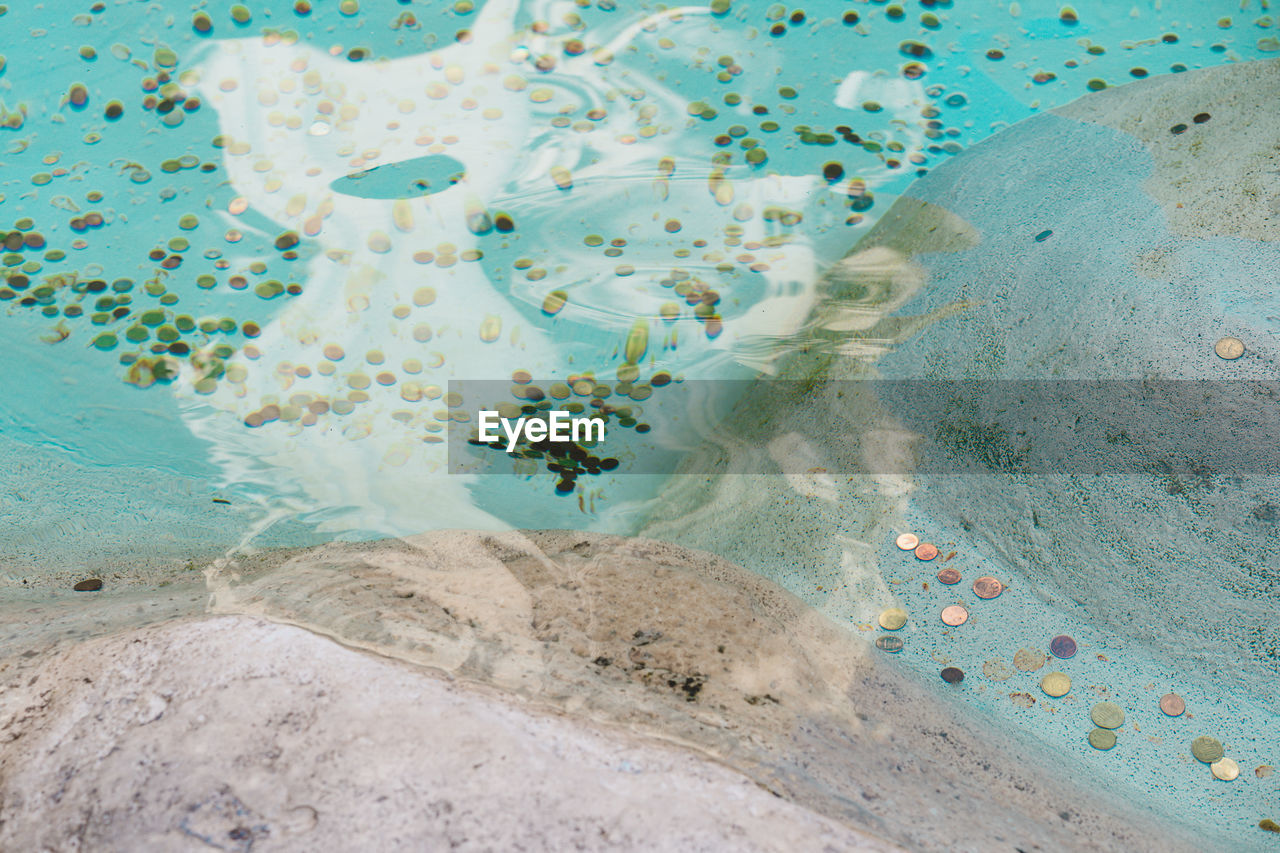 HIGH ANGLE VIEW OF FISH SWIMMING POOL