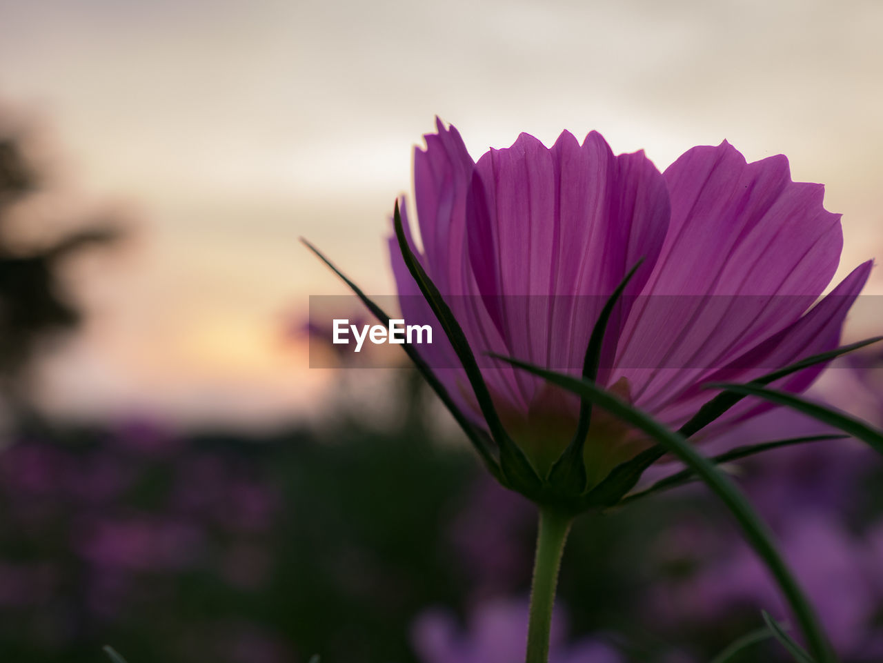 CLOSE-UP OF PURPLE FLOWER BLOOMING AGAINST SKY