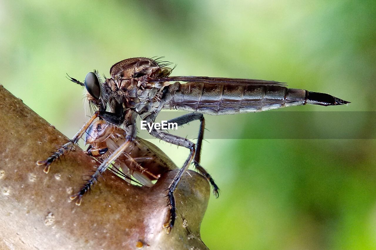 CLOSE-UP OF FLY ON LEAF