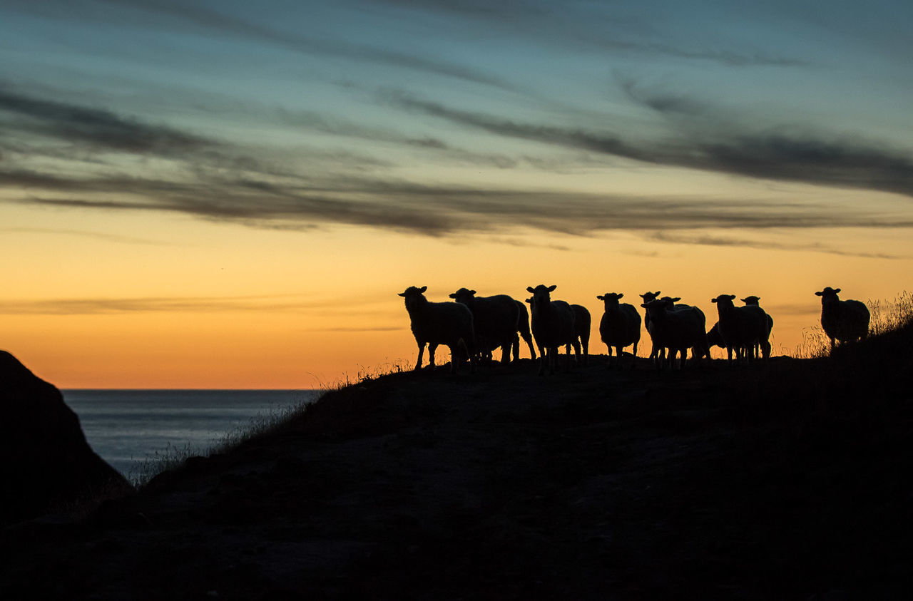 Silhouette sheep standing by sea against sky during sunset