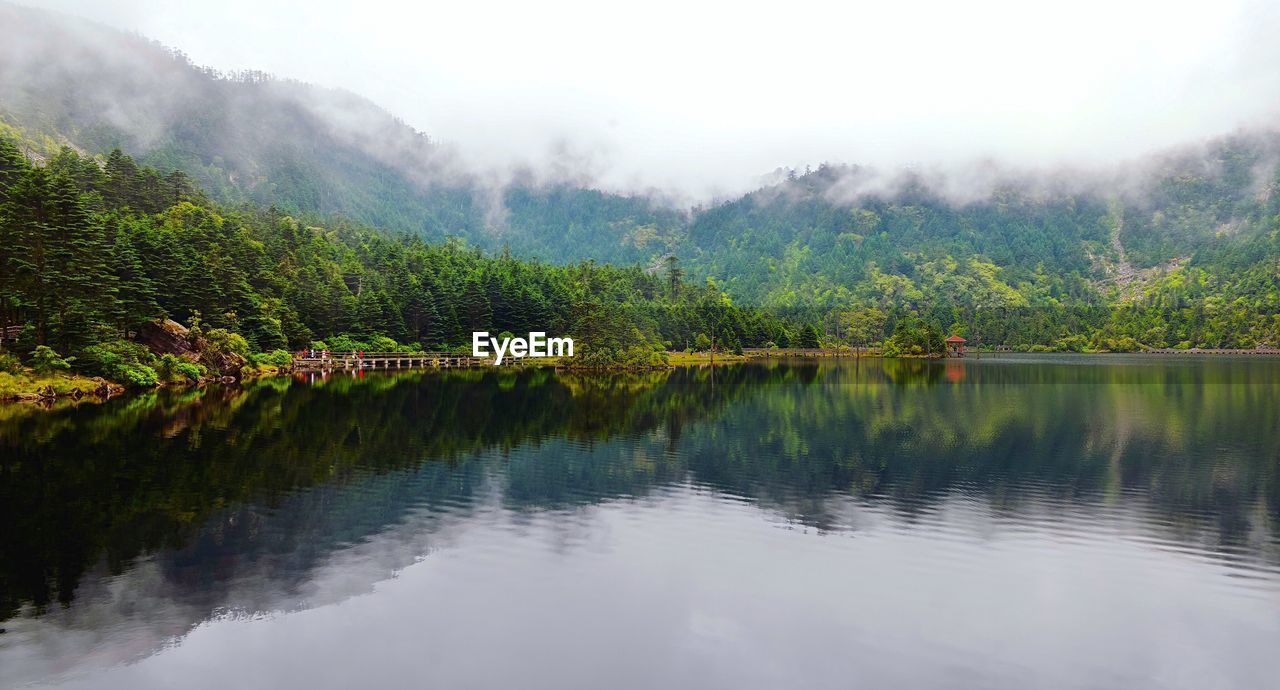 Scenic view of lake in forest