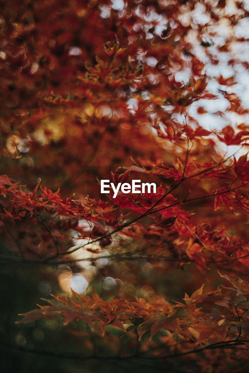 CLOSE-UP OF MAPLE LEAVES ON BRANCH