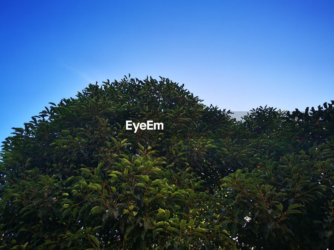 LOW ANGLE VIEW OF PLANTS AGAINST CLEAR SKY