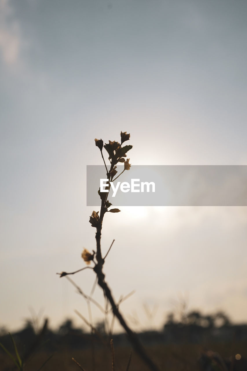 CLOSE-UP OF SILHOUETTE PLANT ON FIELD AGAINST SKY