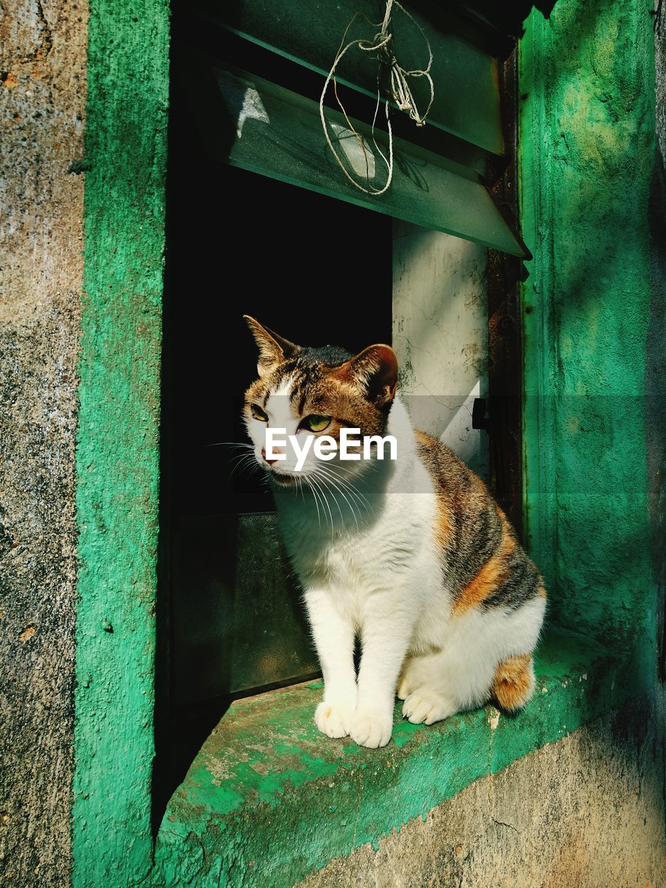 Stray tabby cat outdoors