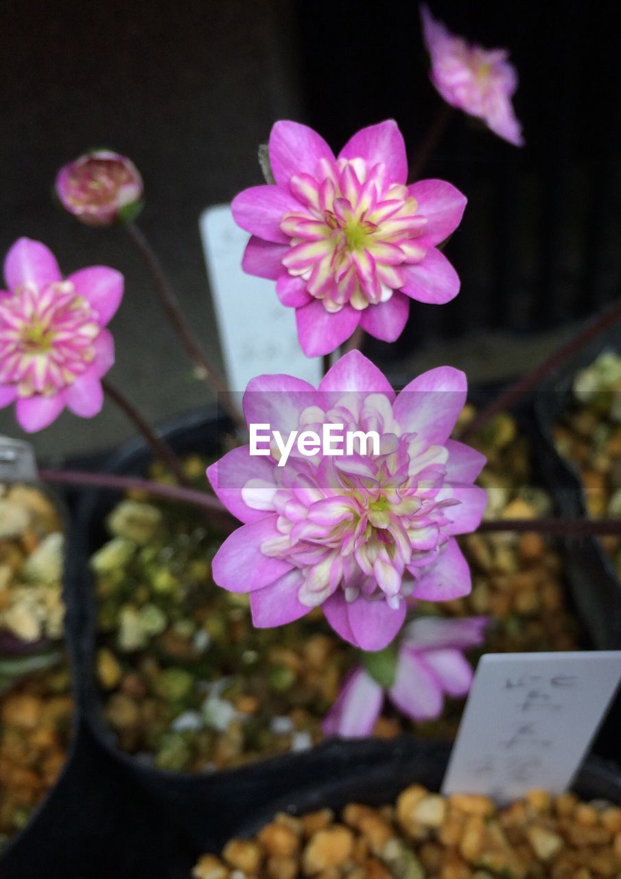 CLOSE-UP OF PINK FLOWERS BLOOMING