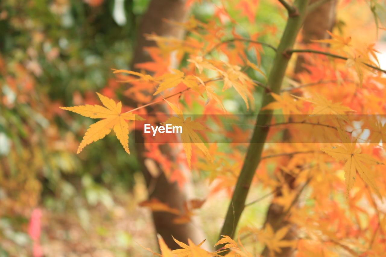 CLOSE-UP OF AUTUMNAL LEAVES ON TREE DURING AUTUMN