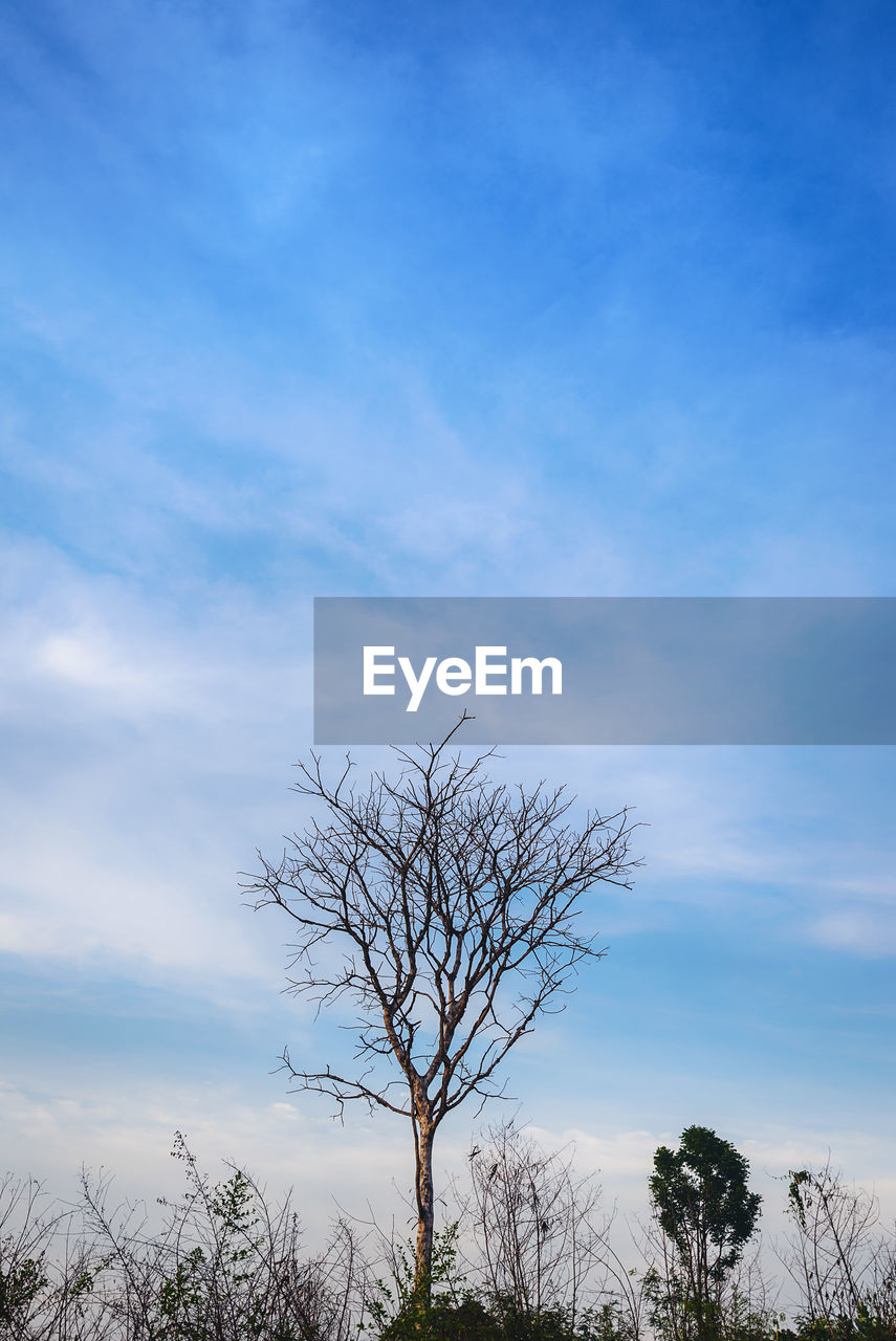 LOW ANGLE VIEW OF BARE TREES AGAINST BLUE SKY