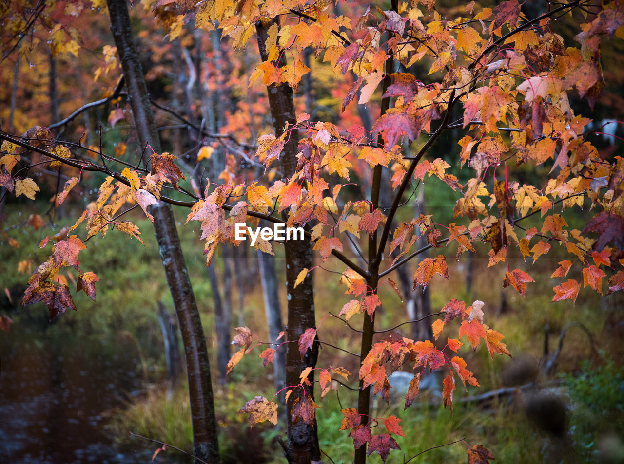 Close-up of maple leaves on tree