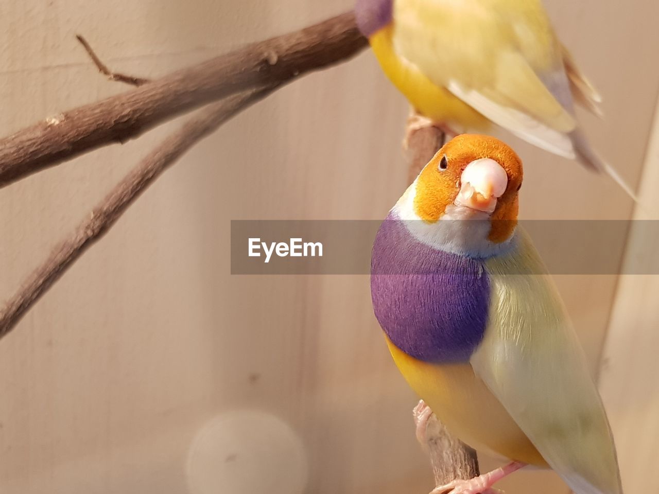 Close-up of a bird