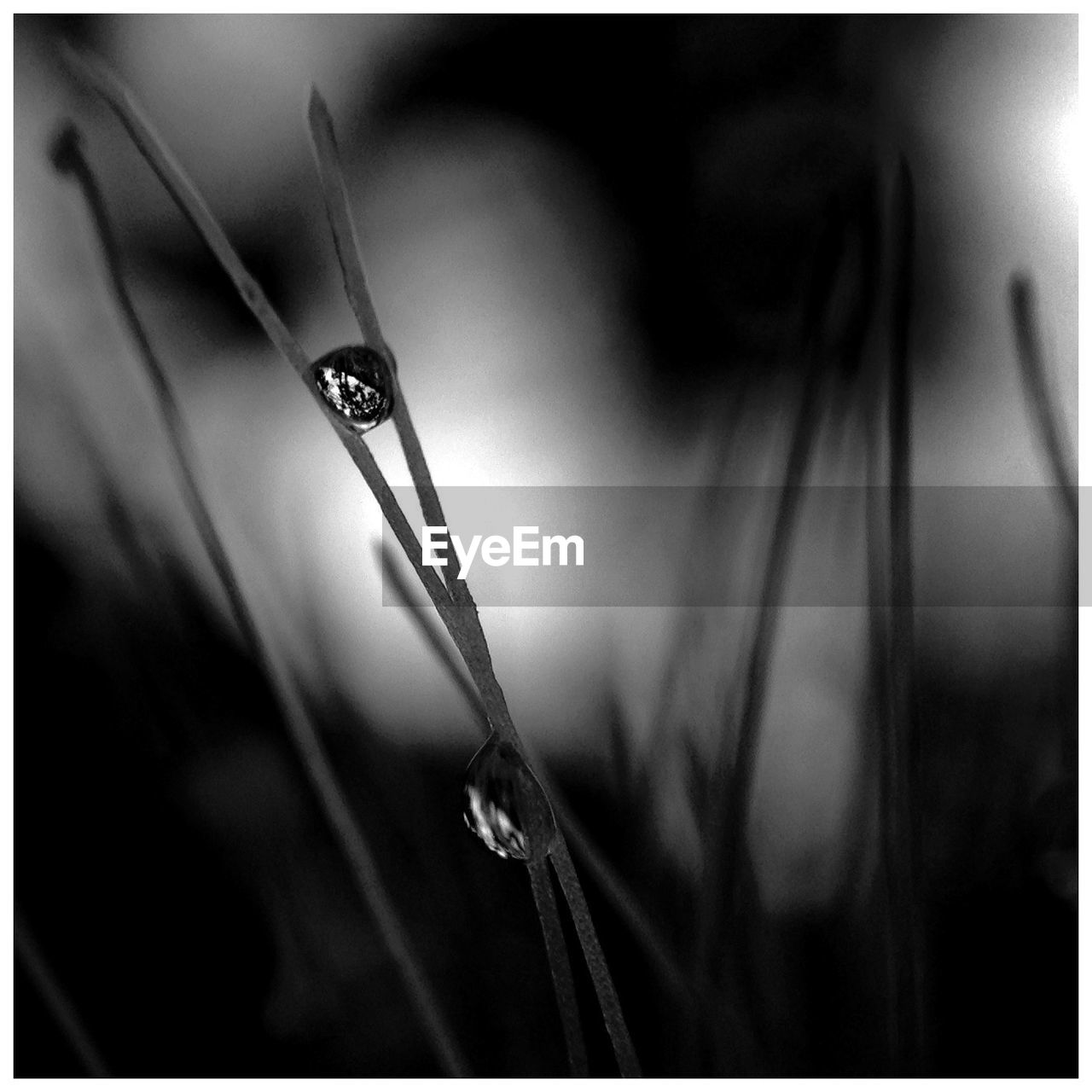 Close-up of water drops on twigs against blurred background