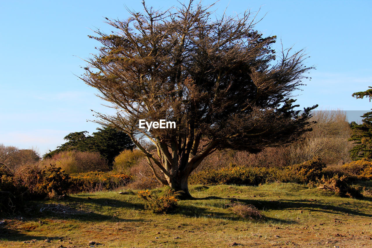 Hard life for this tree living close to the sea and under the fury of the wind most of the time .