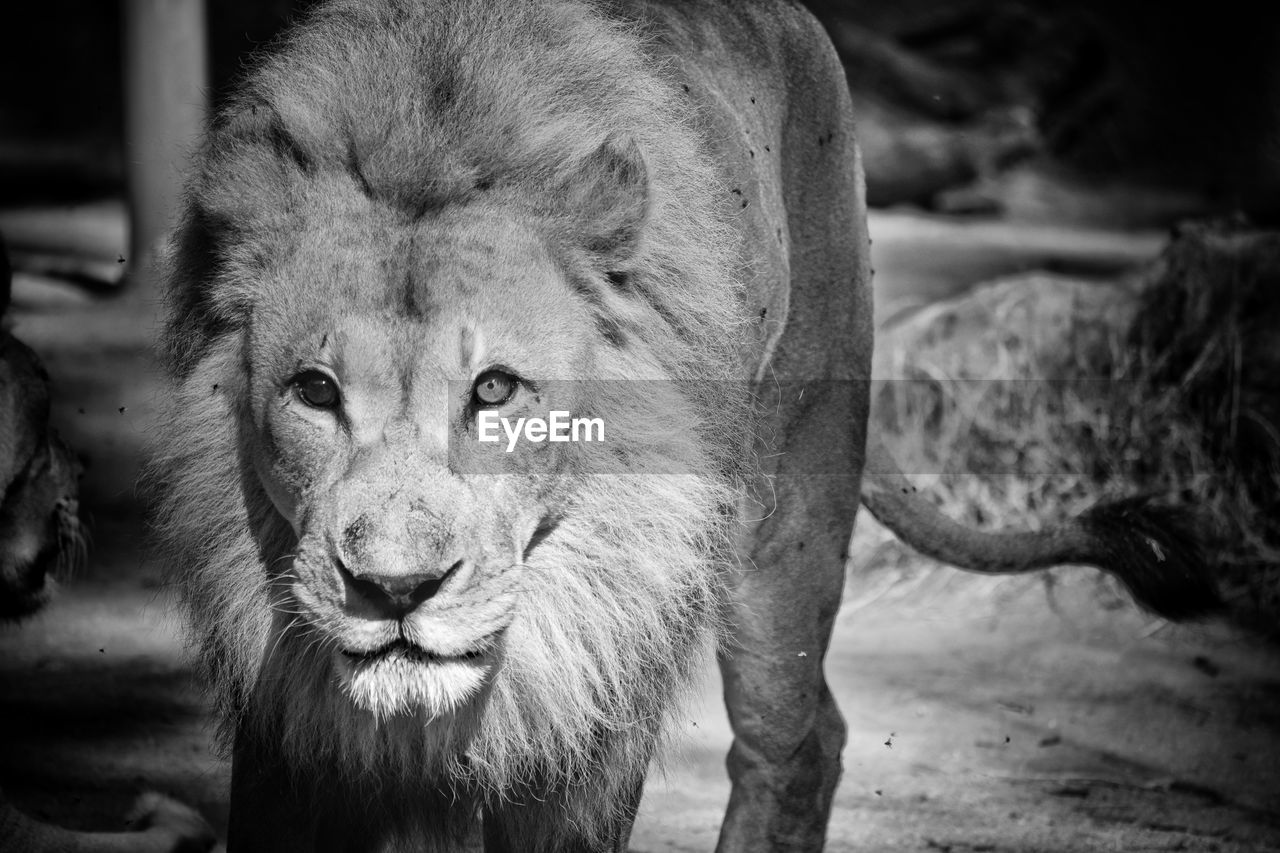 Portrait of lion in zoo