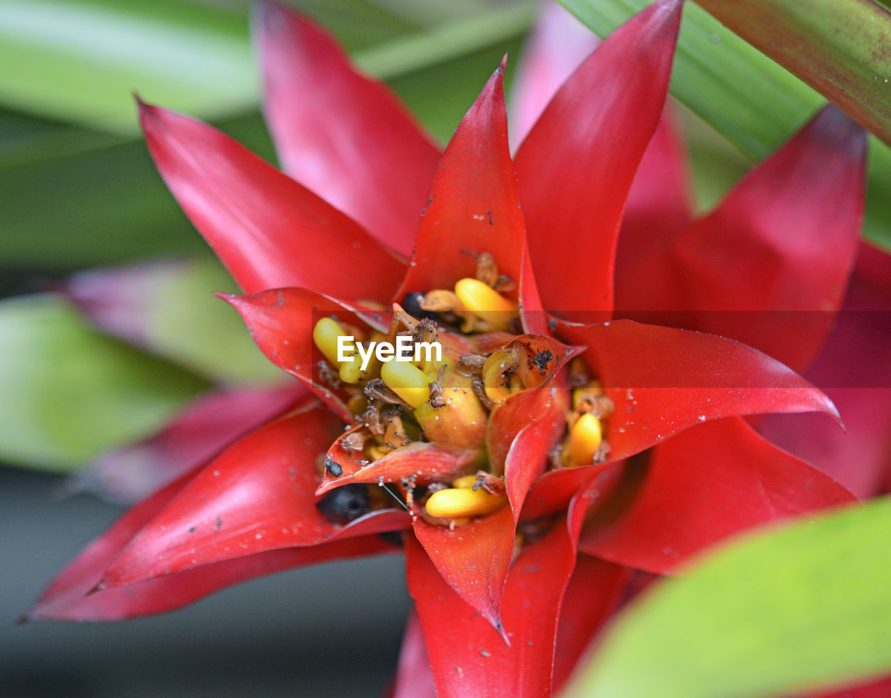 CLOSE-UP OF RED POLLINATING ON FLOWER