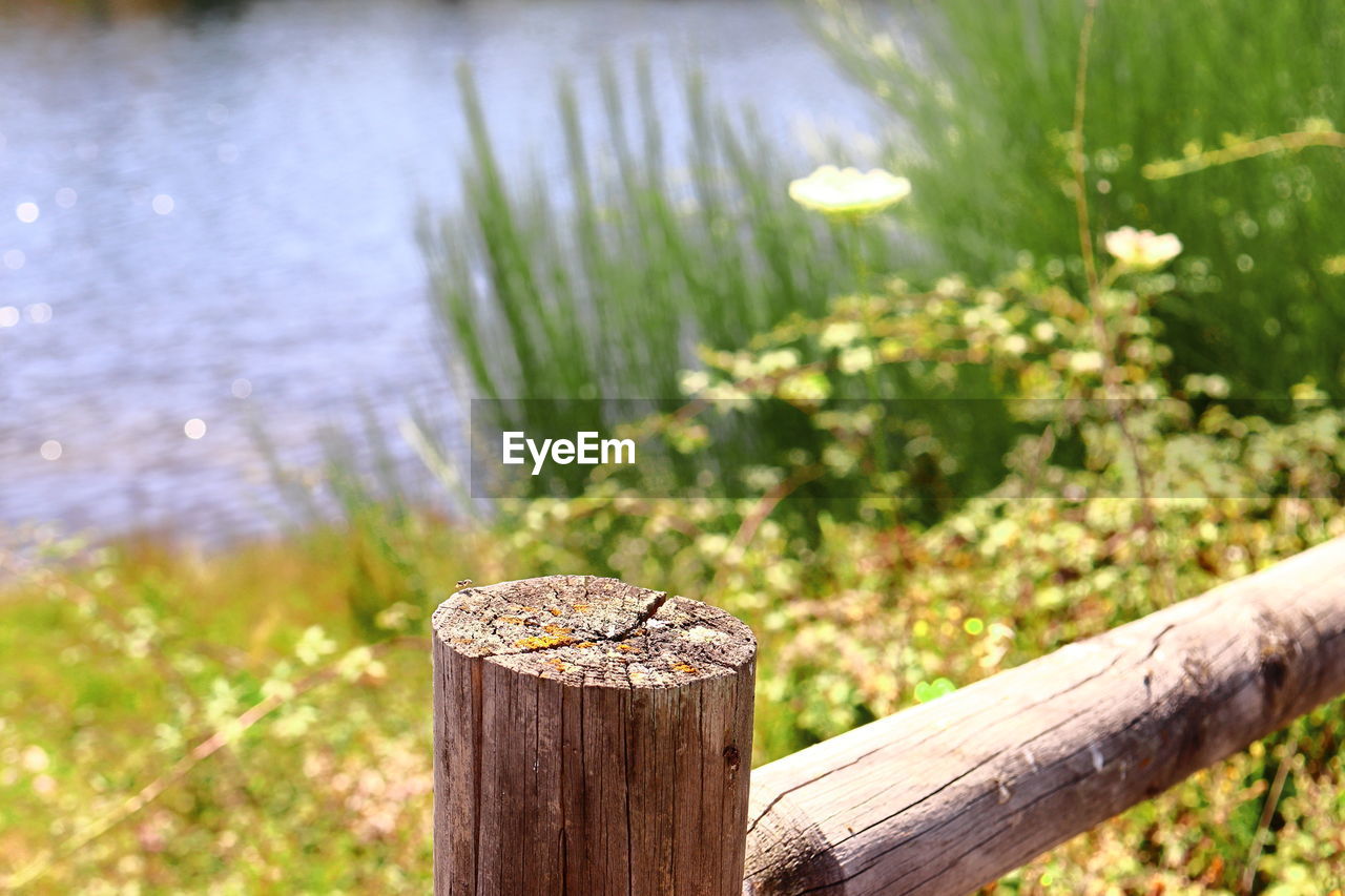 Close-up of wooden post on tree stump