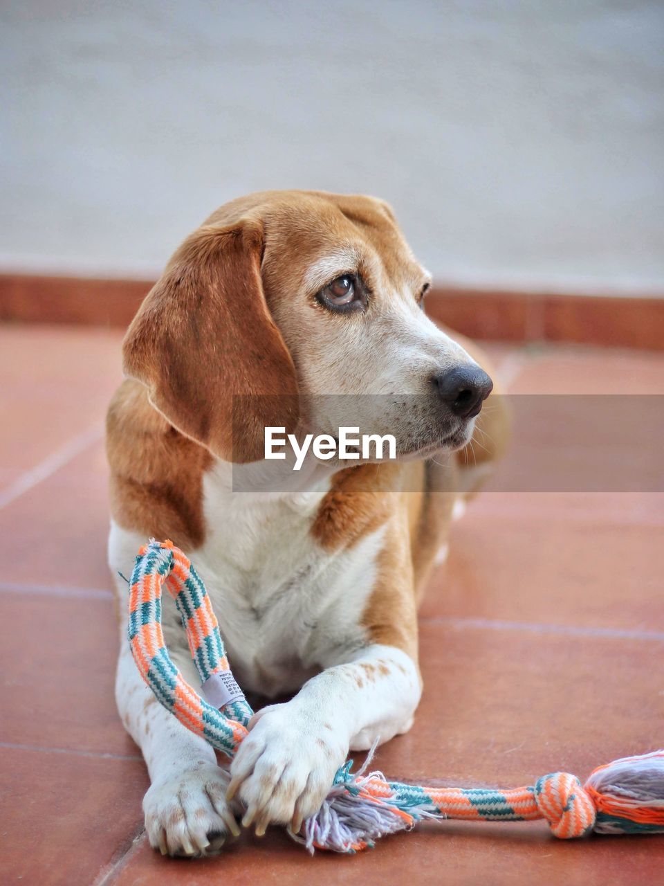 Dog looking away while sitting on floor