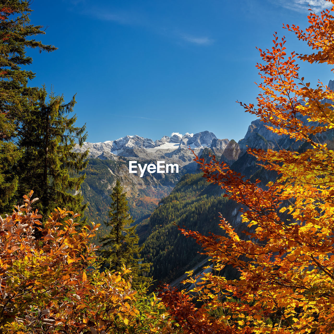 Trees on mountain against sky during autumn