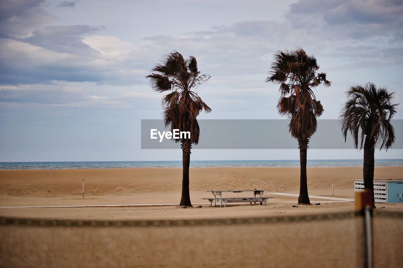 Palm trees on beach against sky