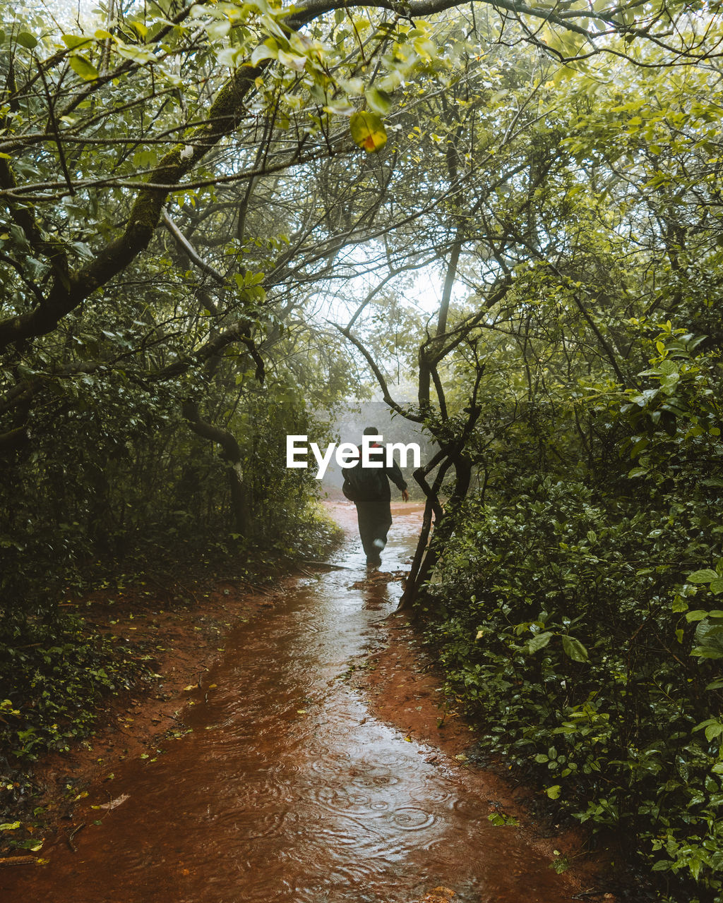 Rear view of man walking amidst trees in forest during rainy season