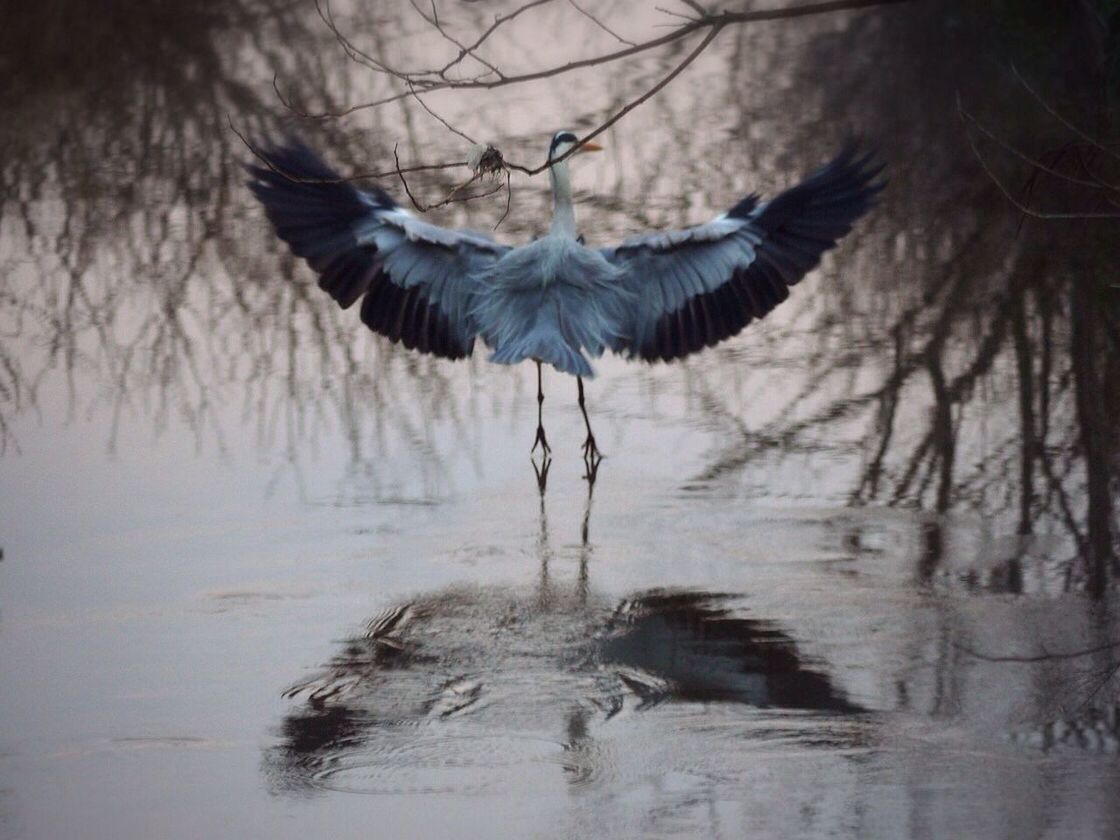 Wild bird flying over river in forest during forest