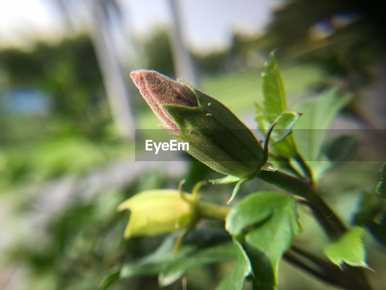 CLOSE-UP OF GREEN PLANT