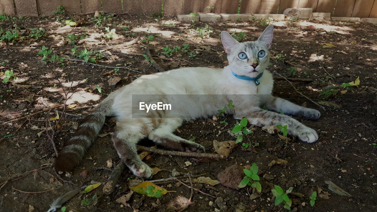 High angle view of siamese cat relaxing on field