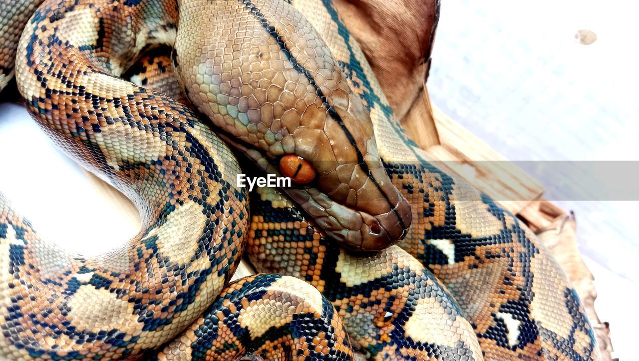 Python reticulatus