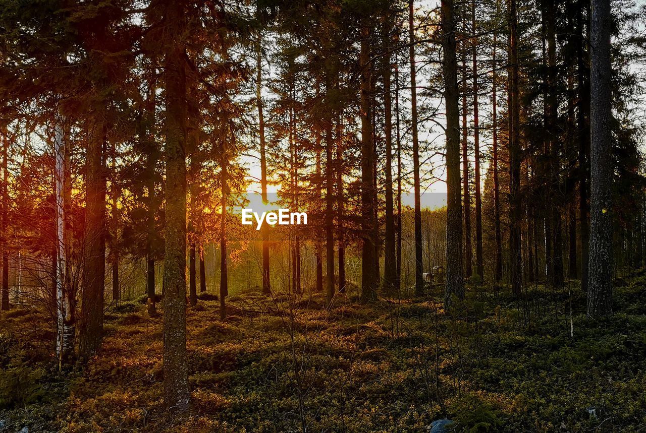 Trees in forest during autumn