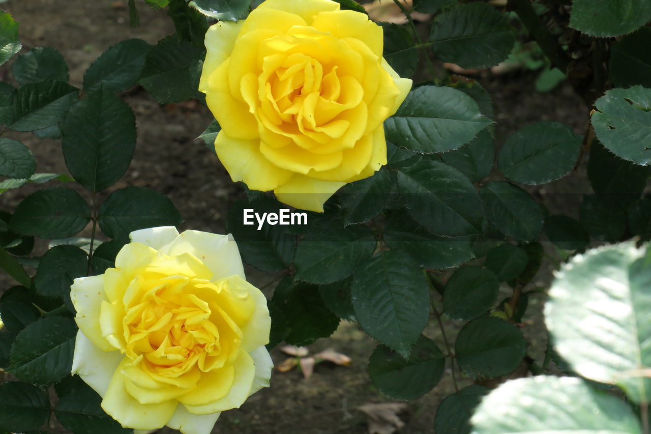 CLOSE-UP OF YELLOW ROSE ROSES IN GARDEN