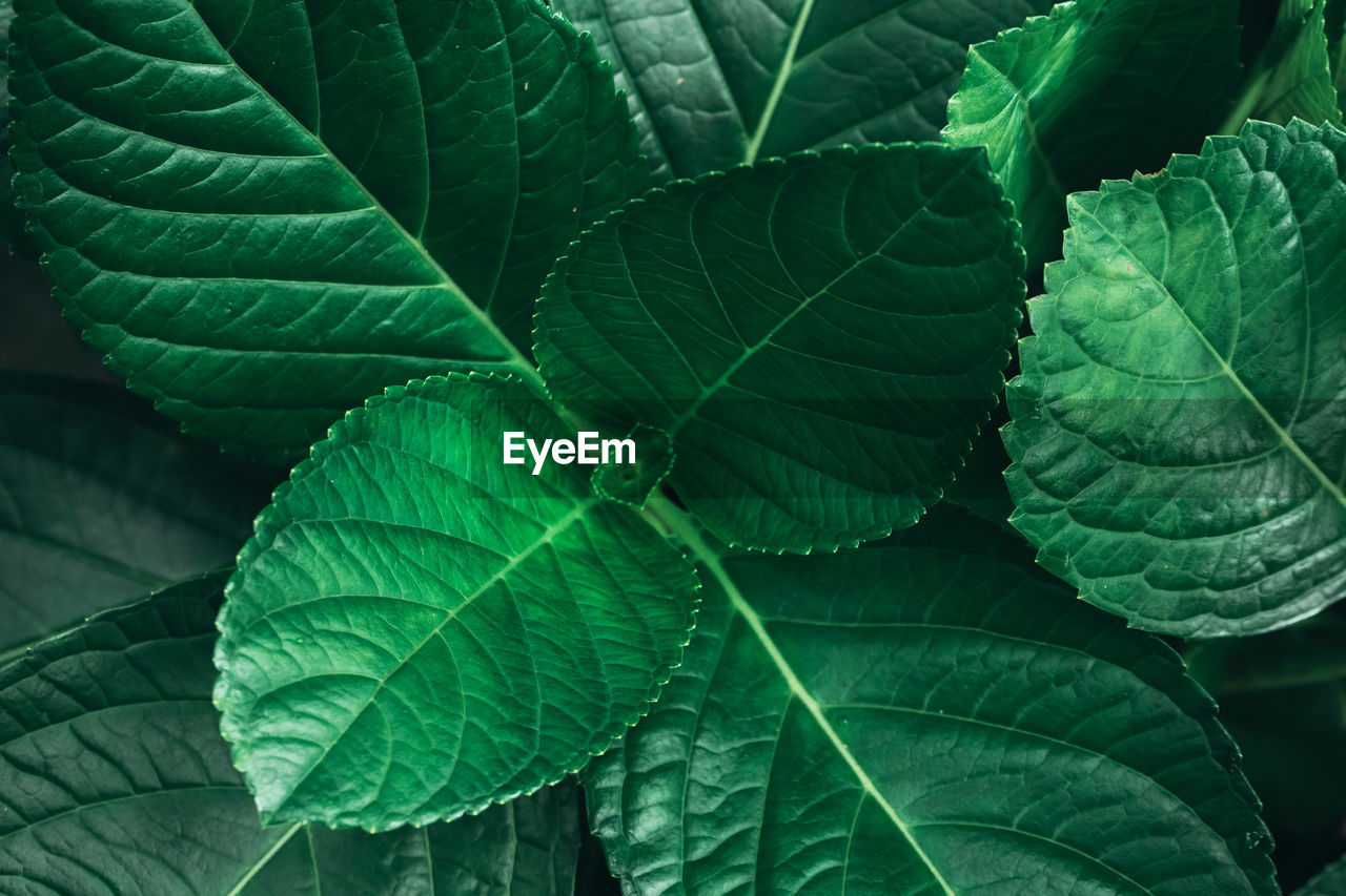 Close-up of green leaves