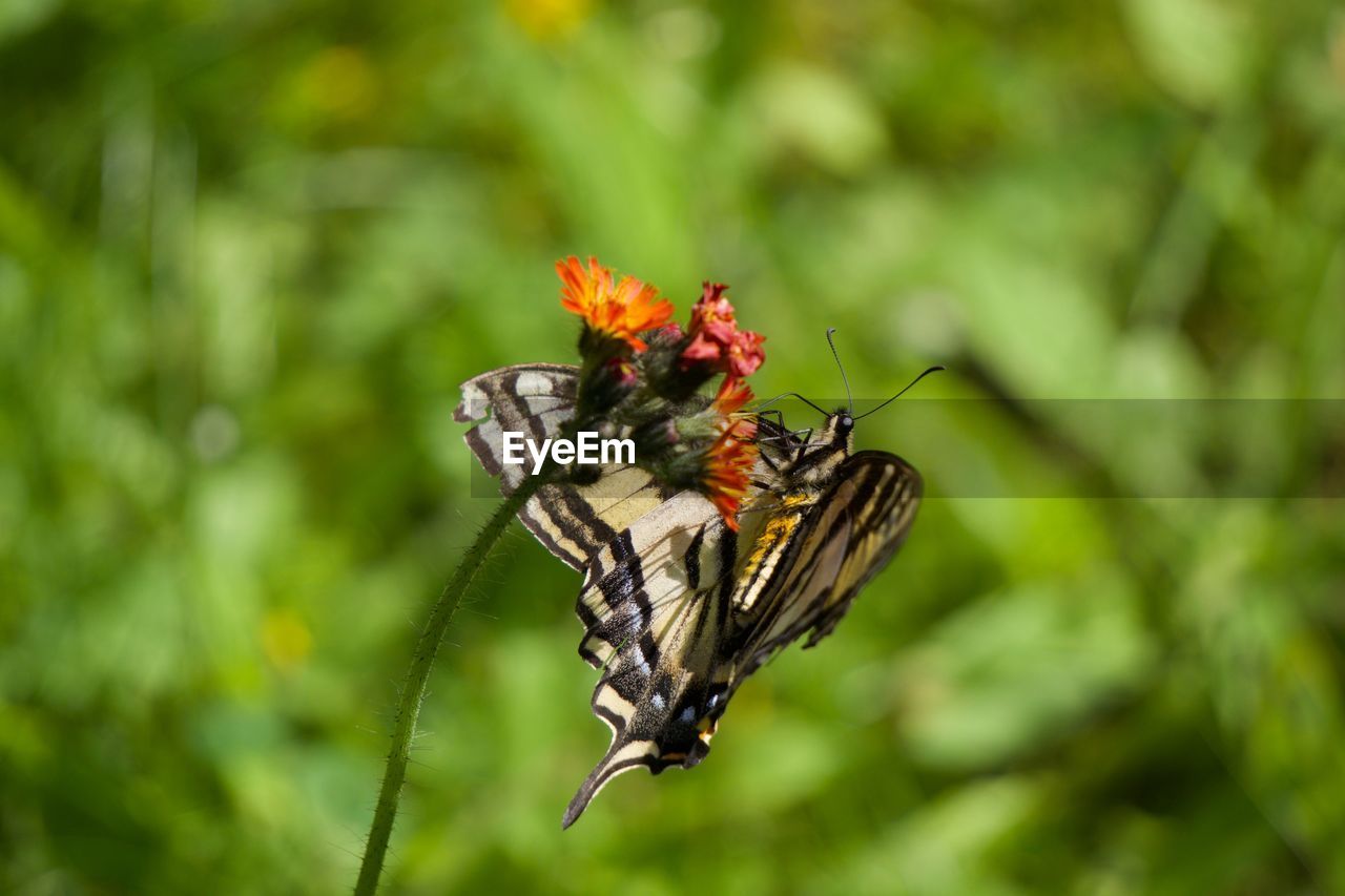 Close-up of butterfly on plant