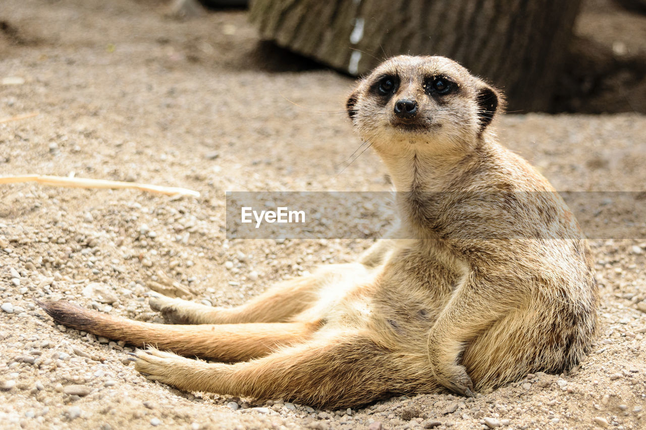CLOSE-UP OF MEERKAT SITTING ON SAND