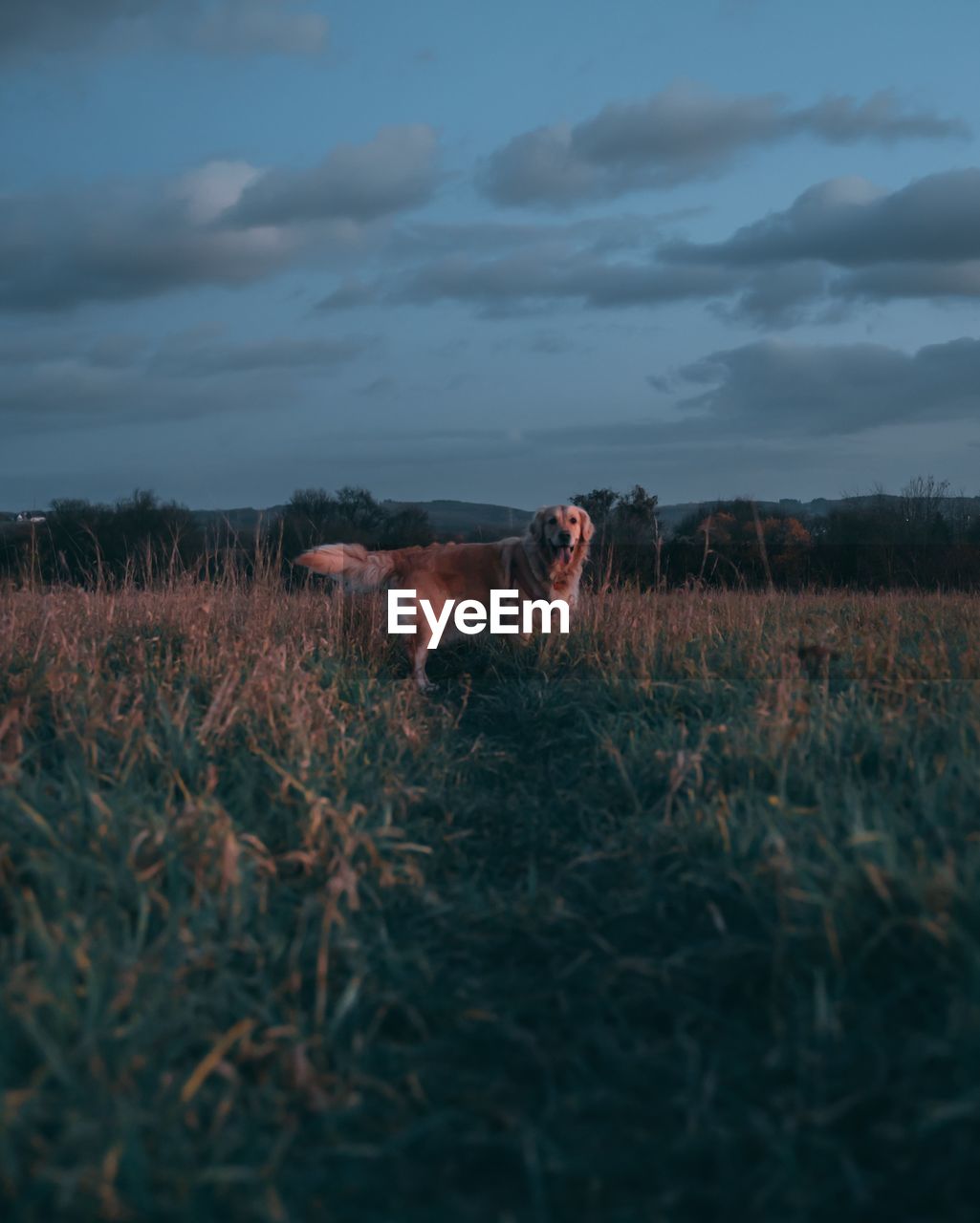 Close-up portrait of dog on grass