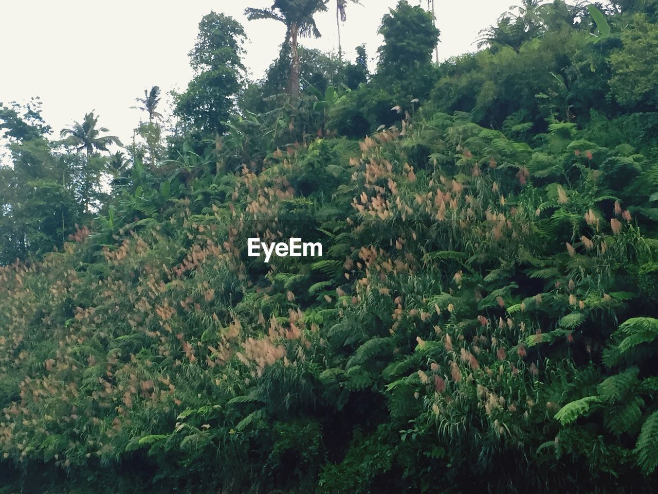 Low angle view of trees